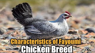 Fayoumi  Characteristics of Fayoumi Chicken Breed  World of Poultry [upl. by Dasie797]