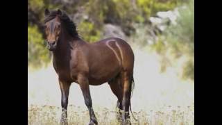 Riding Holidays in Portugal  Wolves and Wild Horses [upl. by Mushro]