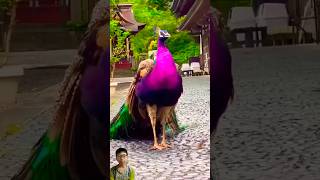 The most beautiful peacocks that you cant help but see animals cute short [upl. by Douglass]