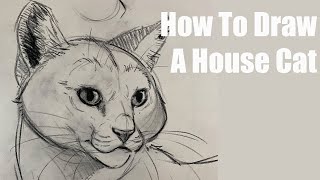 How To Draw A Cat [upl. by Enelez]