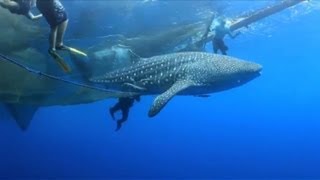 Whale shark freed from Indonesian fishing net [upl. by Annavaig253]