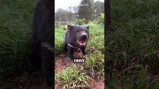 Tasmanian Devil 😈 The Largest Carnivorous Marsupial [upl. by Stanfield981]