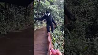 monkey gibbons animals nature travel wildlife pets fishing funny lioncub [upl. by Layman]