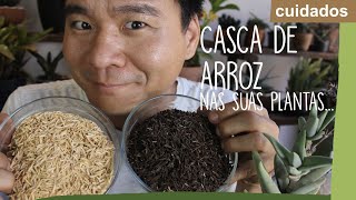 CASCA DE ARROZ aprenda a usar esse substrato incrível [upl. by Nivlen]