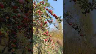 Amazing apple tree kashmir 🍎😋kashmir youtube shorts [upl. by Velda]