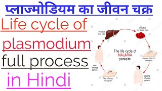 प्लाज्मोडियम का जीवन चक्र।। Life cycle of plasmodium in Hindi Class 12 Biology [upl. by Retsam]