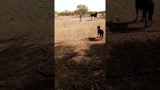 Caballo rancho  Colección enseñando seguir la rienda [upl. by Oliver]