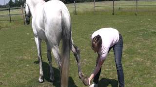 Stretch oefening voor je paard na de training [upl. by Eesac510]