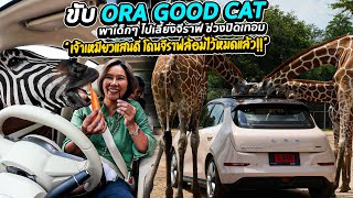 ขับ ORA GOOD CAT พาเด็กๆ ไปเลี้ยงจีราฟ ช่วงปิดเทอม ราคาพิเศษ 729000 บาท สำหรับรุ่น Ultra [upl. by Ilyak]