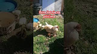 Pilići u šetnji babychicks nature selo chicken [upl. by Ennovihs]