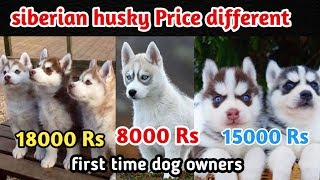 Siberian husky price difference  Siberian husky for first time owner  Puppy Price [upl. by Hanover]