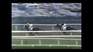 Secretariats Progeny Win the Belmont Stakes [upl. by Nnaerb]