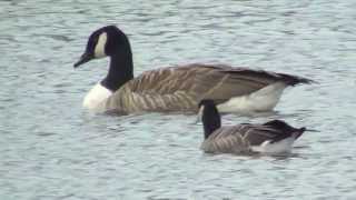 Cackling Canada Goose [upl. by Laynad]