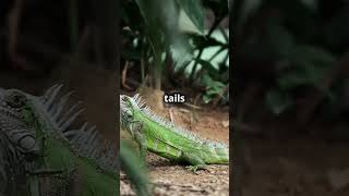 Iguanas Unveiled 60 Seconds of Scaly Fascination facts wildlifeinsights animalfacts [upl. by Asela694]