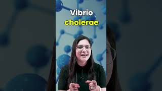 Vibrio Cholerae Causes Symptoms Prevention and Diagnosis neet garimagoel vibrio cholerae [upl. by Namsaj346]