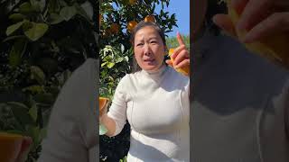 Sisters Yingzis Gannan navel oranges are expected to be sold for about 10 days Sisters who li [upl. by Anuahsat601]