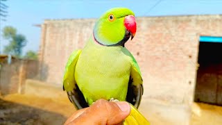 Indian Ringneck parrot talking❤😍 [upl. by Baron271]