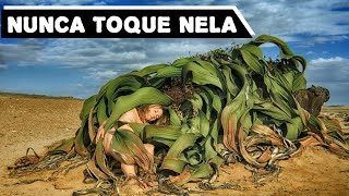 Nunca Toque Em uma Welwitschia Mirabilis Descubra Porque [upl. by Dimphia850]