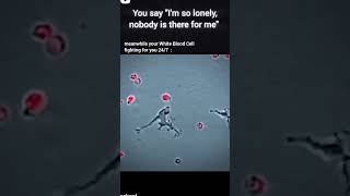 White blood cells fighting ytshortsindia science sciencefacts biology funny lonely [upl. by Dittman]