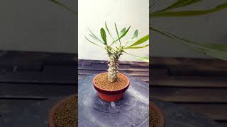 Pachypodium Densiflorum cactus bonsai suculentas crassula fyp parati [upl. by Toland]