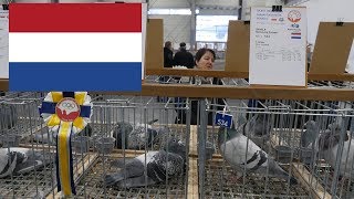 Holandia The Netherlands  Olimpiada Gołębi Pigeon Olympiad Poznań 2019 [upl. by Luba]