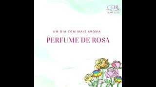 PERFUME DE ROSA 2024  3  A CANDEIA [upl. by Barnes]