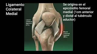 ¿EL LIGAMENTO COLATERAL MEDIAL LCM ESTÁ LESIONADO  HAZ LA PRUEBA DE BOSTEZO MEDIAL DE LA RODILLA [upl. by Tolmach]