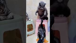 funny werecat funnyanimals funnypetschannel [upl. by Nalim]