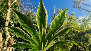 Fatsia Japonica Hardy shade loving plant with a tropical look [upl. by Decker770]