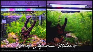 Shrimp Aquarium Makeover [upl. by Aivatnuhs519]