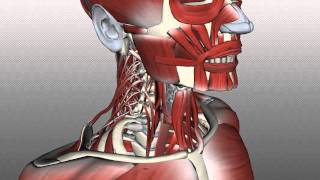 Neck Muscles Anatomy  Posterior Triangle Prevertebral and Lateral Muscles [upl. by Hallee]