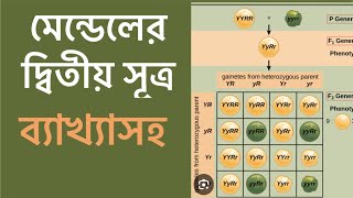 Law of independent assortment। মেন্ডেলের দ্বিতীয় সূত্র। Mendels 2nd law dihybrid cross [upl. by Gizela403]