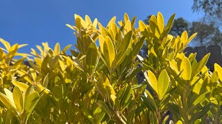 Illicium Parviflorum Florida Sunshine My favorite lowmaintenance shrub to brighten a garden [upl. by Ennovi]