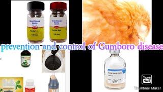 Prevention and control of Gumboro disease [upl. by Ginni]