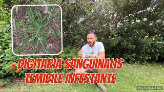 Una delle peggiori infestanti del prato  la digitaria sanguinalis [upl. by Eniawd731]