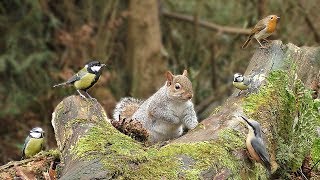 Videos für Katzen Zum Spielen  Eichhörnchen und Vögel im Wald [upl. by Hijoung]