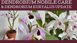 How to care for the species orchid Dendrobium nobile amp and a quick check in on Dendrobium Euryalus [upl. by Reffinnej]