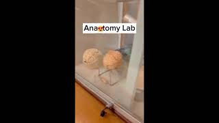 Anatomy lab [upl. by Herra844]