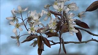 Amelanchier lamarckii [upl. by Girhiny]