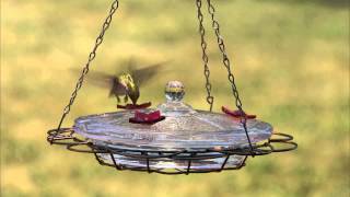 Birdscapes® Hummingbird Oasis Feeder [upl. by Prudhoe]