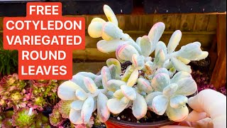 102324 FREE COTYLEDON VARIEGATED ROUND LEAVES  SUCCULENTS FOR SALE LELE 408 883 5495 [upl. by Estevan]