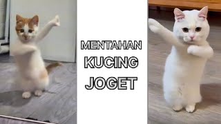 MENTAHAN KUCING JOGET VIRALL  MEME [upl. by Novihs]