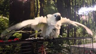 Cacatua galerita triton disfrutando del baño en Loro Fauna [upl. by Asli]