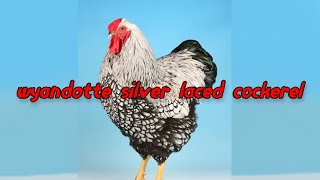 Silver Laced Wyandotte Rooster [upl. by Ayik]