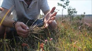 How to identify Purple Moor Grass Molinia caerulea [upl. by Russom]