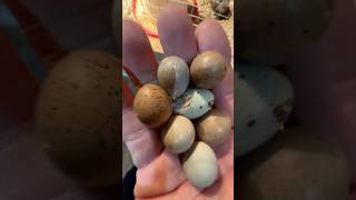 Button quail eggs in just 6 weeks [upl. by Forcier]