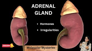 ADRENAL GLAND  LOCATION  ADRENAL CORTEX AND ADRENAL MEDULLA  TYPES OF HORMONES [upl. by Zuckerman]