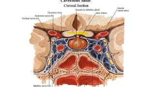 Neuroanatomia  Trajeto da artéria carótida interna [upl. by Lubet124]