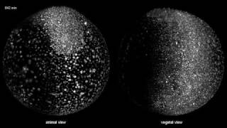 TimeLapse Zebrafish Embryos Developing [upl. by Araihc]