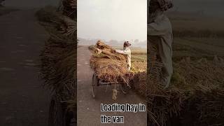 Loading hay in the vanAmazing World ViewshttpswwwyoutubecomchannelUCdUZ9zKeBkP8oH7ioqpKCeg [upl. by Litsyrk]